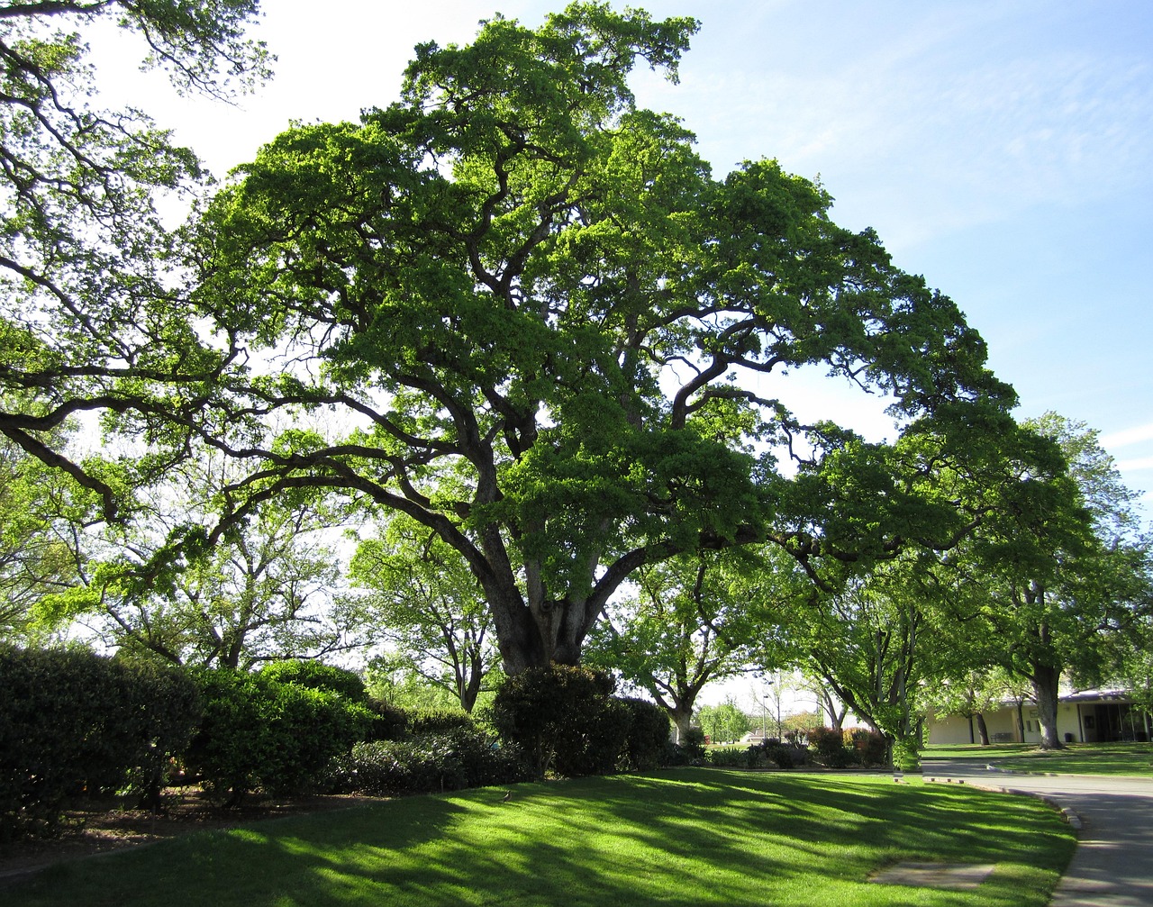 Tree, nature, oak tree — Quick Access to Games with Online Casino Direct Websites
